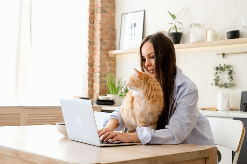 young pregnant woman freelancer work from home at laptop. Work or study online with pet at home office on kitchen.