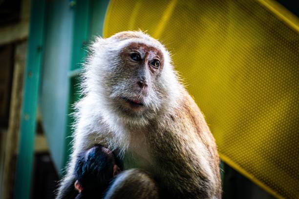 istock Curious monkey sits in a contemplative pose, looking intently into the distance 1485296498