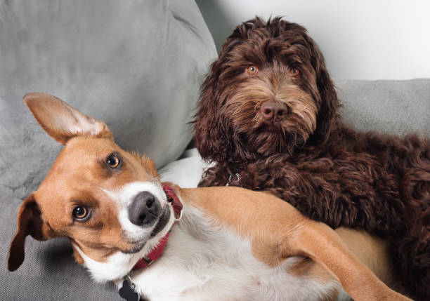 istock Dogs on top of each other  while playing on sofa. 1485298544