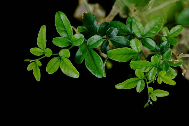 istock Black green flower 1485299142