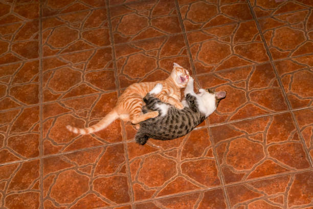 Two Chinese idyllic cats are fighting