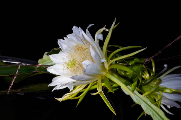 istock A dragon fruit flower in full bloom at night, overlord flower 1485299370