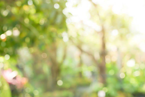 Blur beautiful nature park outdoor with sunlight and bokeh background.