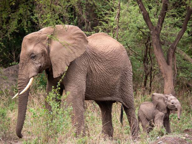 istock Majestic elephant and its calf stand in a grassy meadow surrounded by trees 1485301886