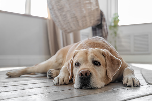 Labrador retriever dog lies on the floor at home. Scaleup portrait of cute doggy