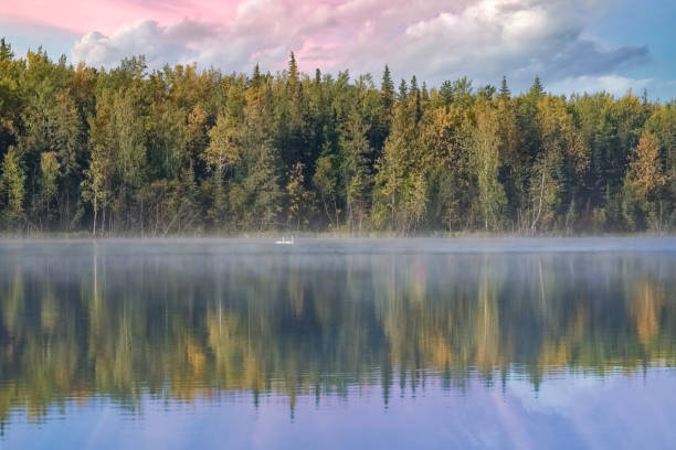 カナダのユーコン準州、秋の野生の風景 - swan bird water fog ストックフォトと画像