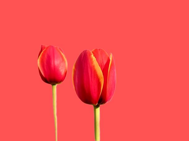 istock Tulip flowers orange background isolated 1485304999