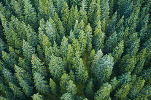 Green pine forest. Aerial view.