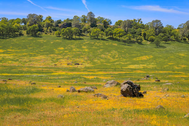 superbloom en el valle central de california, flores silvestres que cubren prados y colinas - stanislaus county fotografías e imágenes de stock