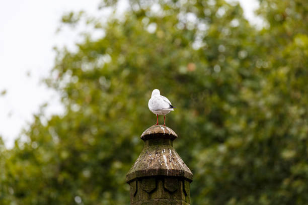 Seagull on stone pillar in the city