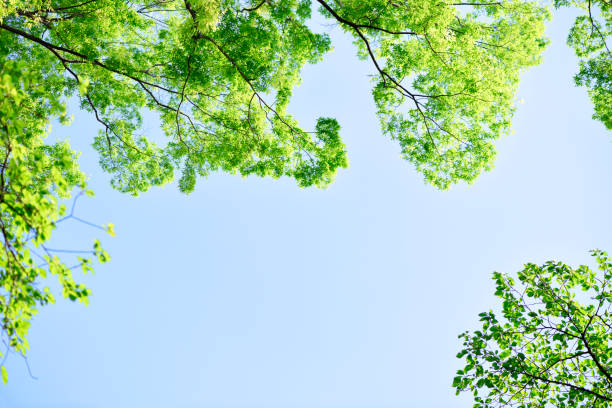 Free Stock Photo of Tree Branch With Green Leaves Against Blue Sky ...