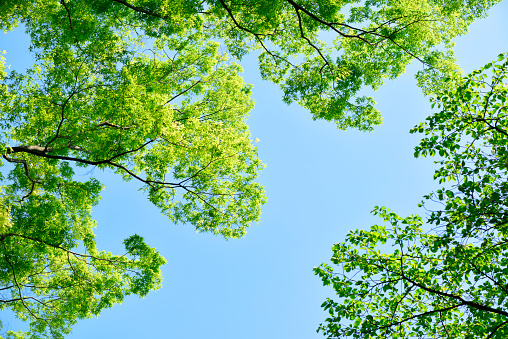 Low angle view of tree with fresh green leaves frame against clear sky with copy space.