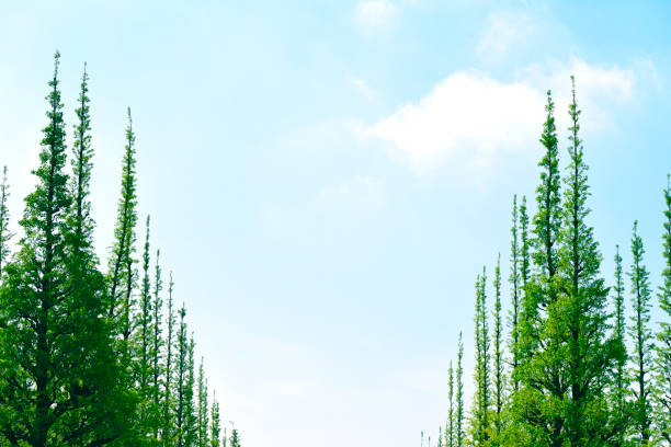 Row of ginkgo trees sprout in springtime against blue sky.