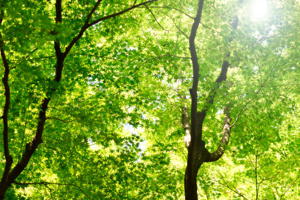 autumn in a green park