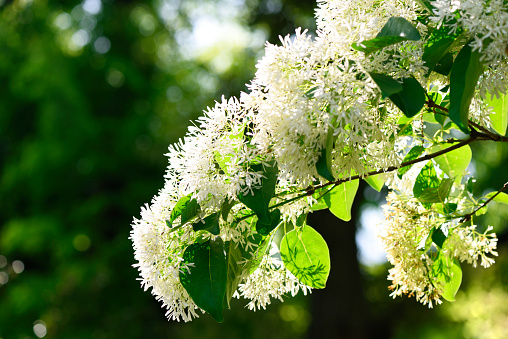 Close-up of Chinese fringetree in full bloom.