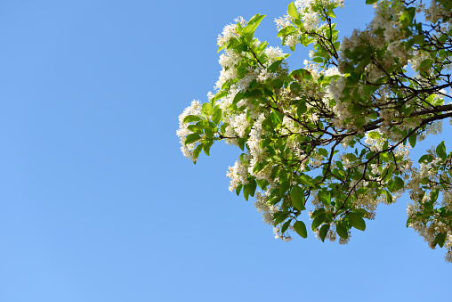 Low angle view of Chinese fringetree in full bloom against clear sky.