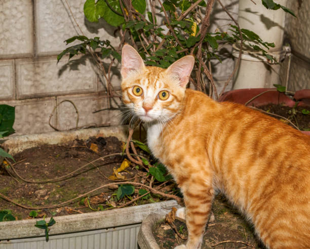 istock A cute orange Chinese pastoral cat 1485311212