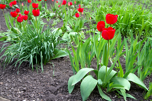 spring flowers