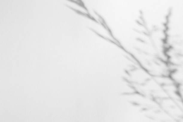 istock The shadow of the plant on a light background. 1485312672
