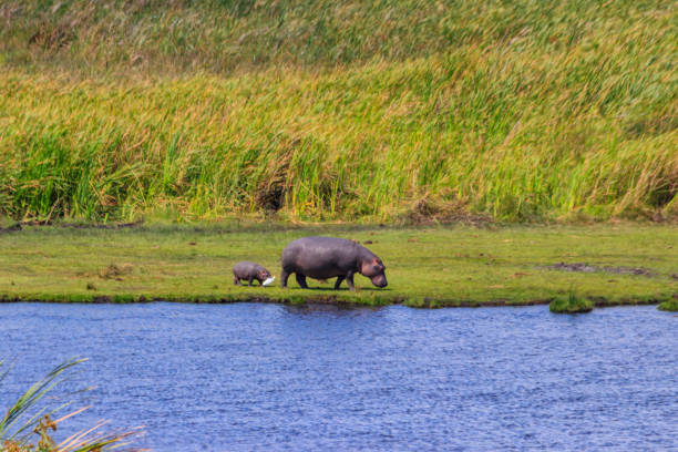 hippopotame mère et bébé (hippopotamus amphibius) marchant sur les rives d’un lac dans le parc national du cratère du ngorongoro, tanzanie - lake volcano volcanic crater riverbank photos et images de collection