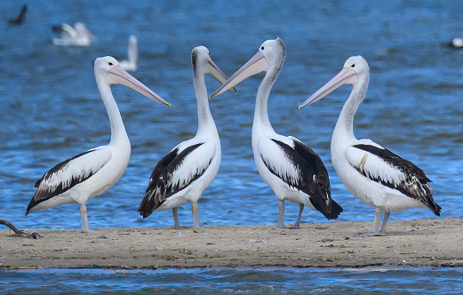 A group of Pelicans at the coorong national park in South Australia
