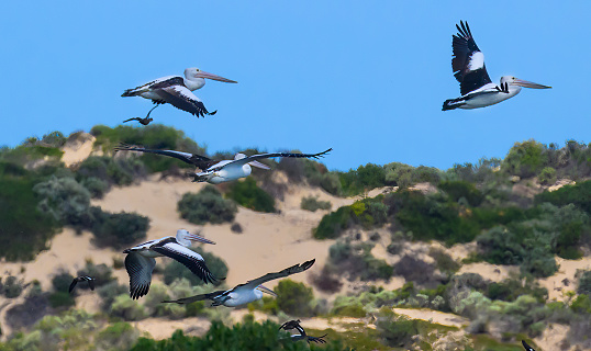 a group of pelicans flying at the Coorong national park in Australia