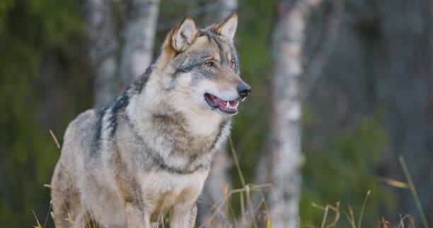 istock Large male grey wolf standing in the forest 1485314240