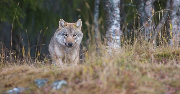 Close-up of wild female wolf walking in the grass in the forest. Eyes looking into camera.