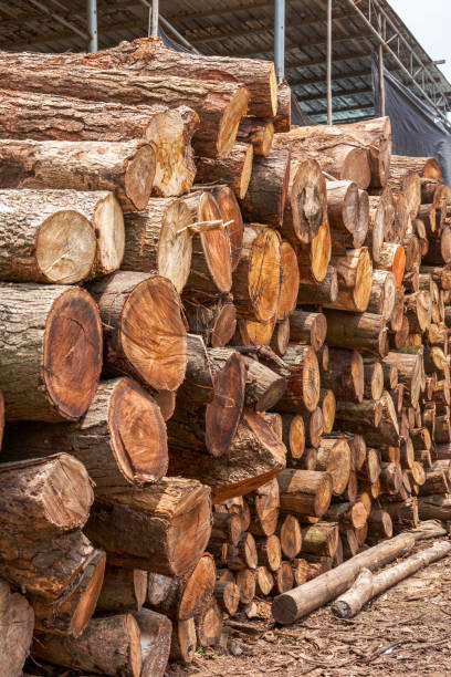 istock Timber piled in a lumber yard, dry wood material 1485314446