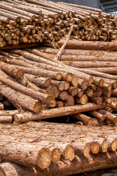 istock Timber piled in a lumber yard, dry wood material 1485314447