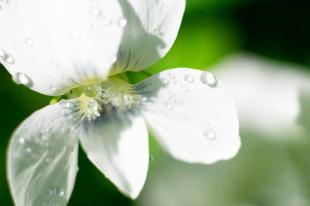 makro zdjęcie białego kwiatu viola canadensis. mały różyczek z bliska delikatnymi mokrymi płatkami - flame dew close up macro zdjęcia i obrazy z banku zdjęć