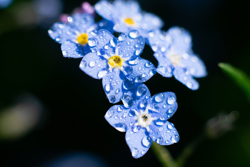 Tiny wet forget-me-not flowers on dark background with bokeh effect. Floral backdrop
