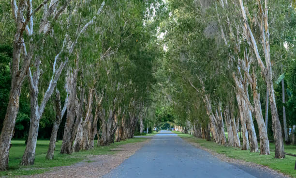 istock Avenue of Eucalyptus trees 1485315258