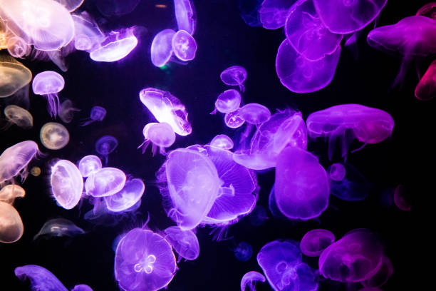 istock A beautiful moon jellyfish is dancing slowly against a colorful background 1485315771