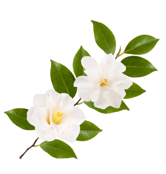 istock camellia branch with flowers 1485316417
