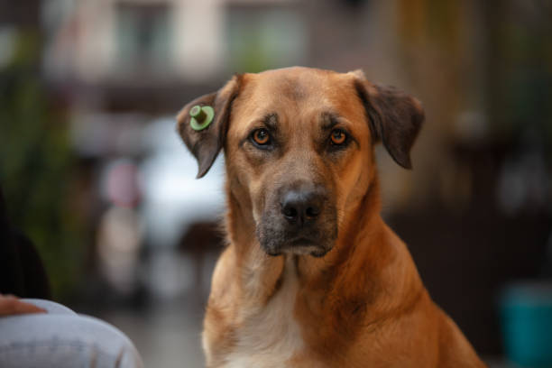 The dog or Canis lupus is a domesticated descendant of the wolf. Also called the domestic dog, it is derived from the extinct Pleistocene wolf, and the modern wolf is the dog's nearest living relative.