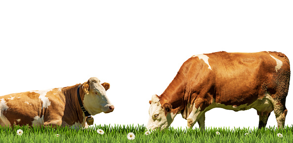 Two brown and white dairy cow on a green pasture with daisy flowers, isolated on white background and copy space. Photography.