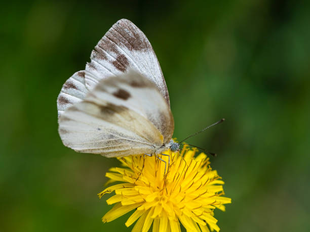 istock A white butterfly on a yellow flower 1485319003