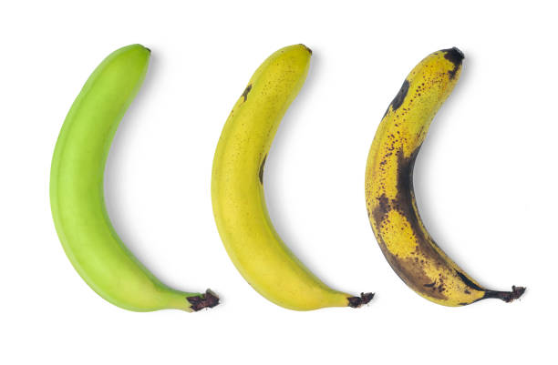 istock Three bananas in the process from green to black, isolated on a white background. File contains a path to isolation. 1485320973