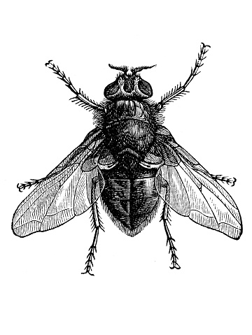 Blue bottle fly or bottlebee (Musca vomitoria)
