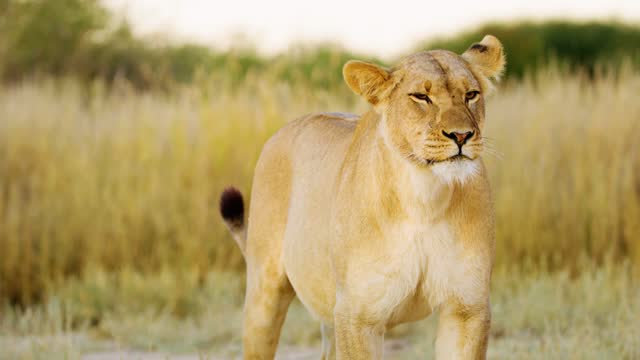 Close up of a female panthera leo lioness roaring in Savanah of Mabuasehube, Botswana, South Africa