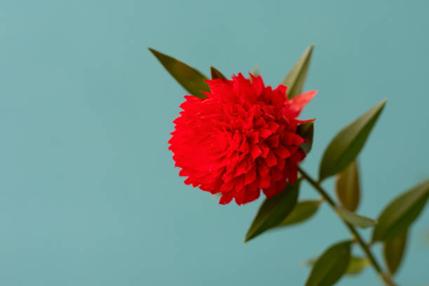 istock Floral layout with bright red gomphrena flower with green leaves with copy space on mint background. Materials for designers. 1485321370