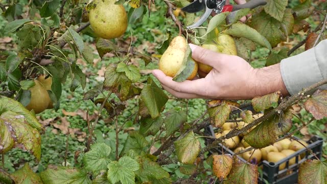 The farmer harvests pears by cutting them with secateurs.