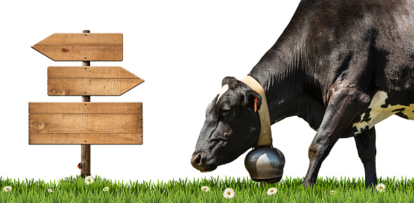 Blank wooden signs with copy space and a white and black dairy cow with cowbell on a green pasture, green grass, daisy flowers, isolated on white background.