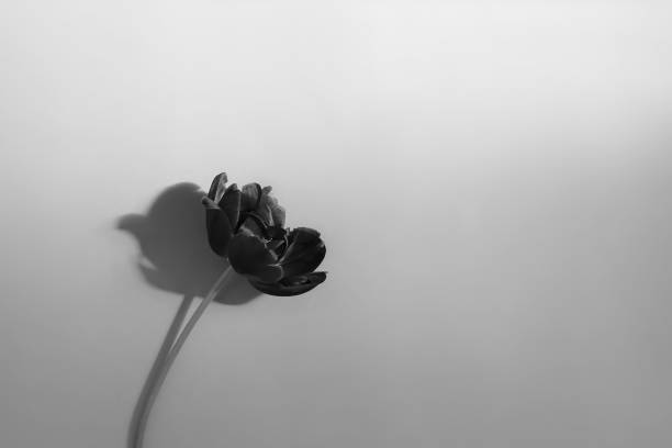 istock One single object blooming abstract black tulip with copy space. Floral background 1485321881