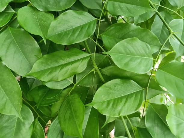 istock Burmese Rosewood Plant Leaves Background 1485321954