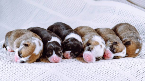 sei neonati che si coccolano l'un l'altro sono sdraiati su una coperta bianca. allevare cuccioli. allevamento di cani.. cotta adolescenziale. - newborn animal foto e immagini stock