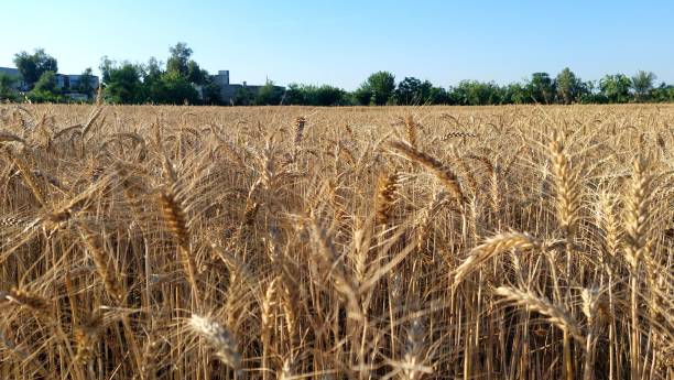 istock wheat crops fields punjab Pakistan 1485323850