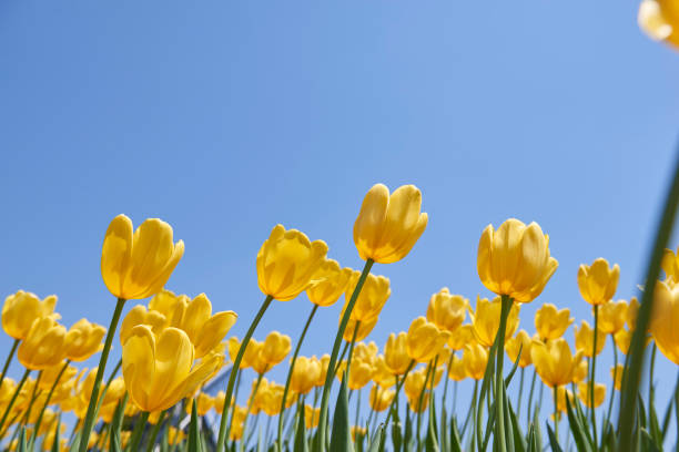 istock Yellow tulips with blue sky background. Beautiful day concept 1485324046