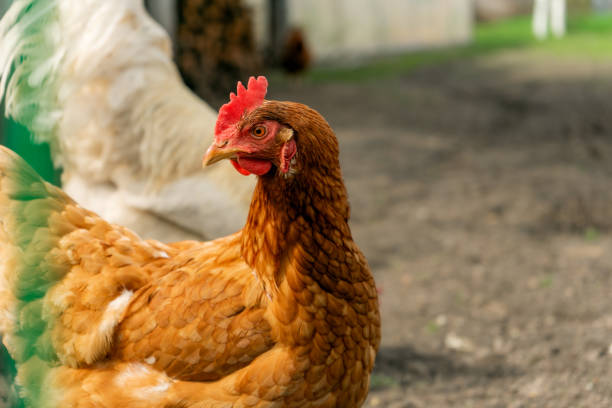 istock free living chickens pasturing outdoors 1485325810